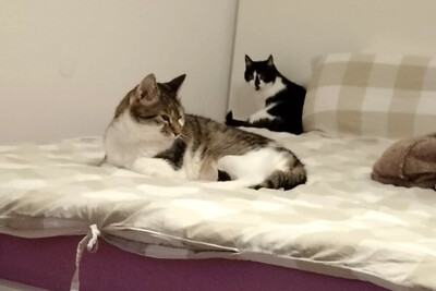 Leo und Mausi – werden gemeinsam vermittelt, Eur. Kurzhaar - Katze