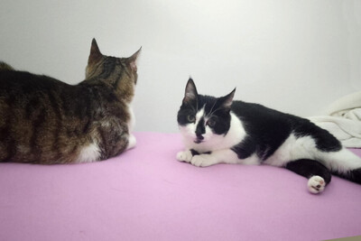 Leo und Mausi – werden gemeinsam vermittelt, Eur. Kurzhaar - Katze