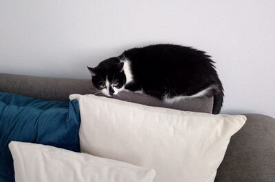 Leo und Mausi – werden gemeinsam vermittelt, Eur. Kurzhaar - Katze