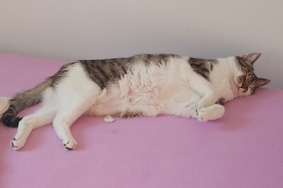 Leo und Mausi – werden gemeinsam vermittelt, Eur. Kurzhaar - Katze