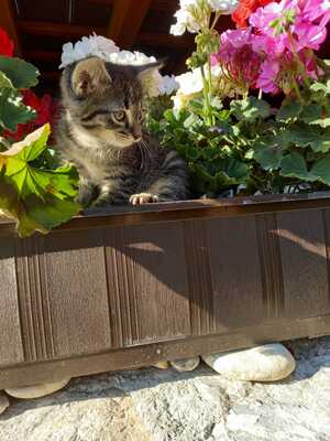 Leon und Lion, Hauskatzen Jungtier - Kater
