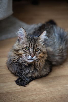 Leonard, Deutsche Langhaarige - Kater