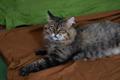 Leonard, Deutsche Langhaarige - Kater