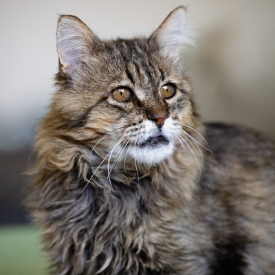 Leonard, Deutsche Langhaarige - Kater