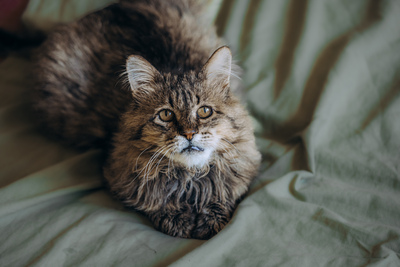 Leonard, Deutsche Langhaarige - Kater