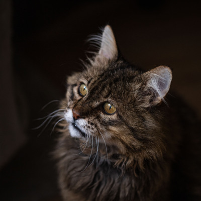 Leonard, Deutsche Langhaarige - Kater