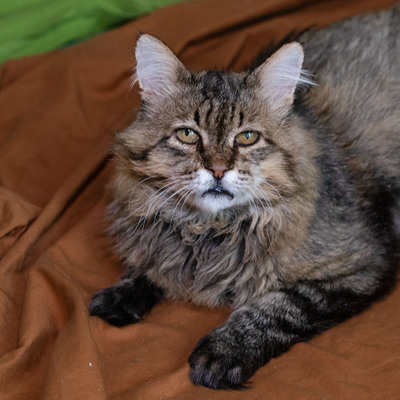 Leonard, Deutsche Langhaarige - Kater