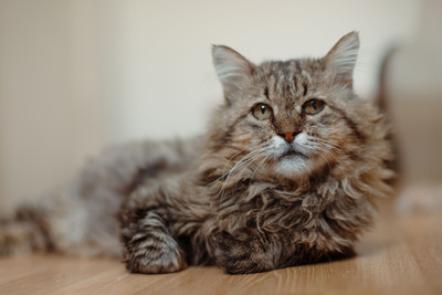 Leonard, Deutsche Langhaarige - Kater
