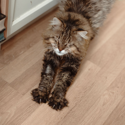 Leonard, Deutsche Langhaarige - Kater