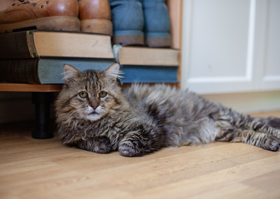 Leonard, Deutsche Langhaarige - Kater