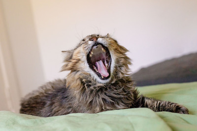 Leonard, Deutsche Langhaarige - Kater