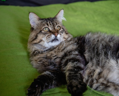 Leonard, Europaeisch Langhaarige - Kater