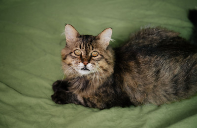Leonard, Europaeisch Langhaarige - Kater
