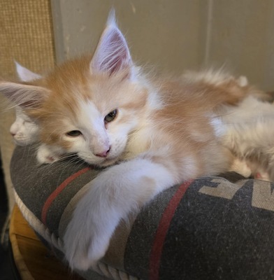 Leonard & Sheldon, Main Coon - Kater