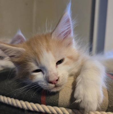 Leonard & Sheldon, Main Coon - Kater