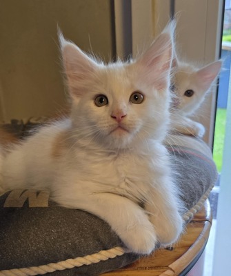 Leonard & Sheldon, Main Coon - Kater