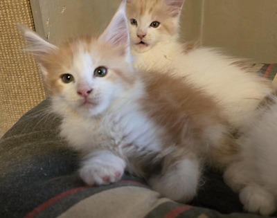 Leonard & Sheldon, Main Coon - Kater