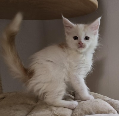 Leonard & Sheldon, Main Coon - Kater