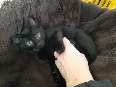 Leonardo - Kletterfreudiges Katerchen, ca. 3 Monate, Mischling Jungtier - Kater