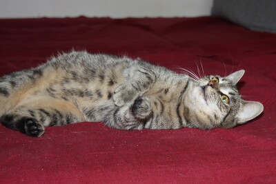 Lessie, Gewöhnliche Katze Jungtier - Katze