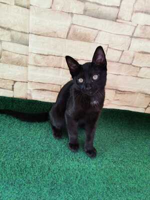 Lessy, Hauskatze Jungtier - Katze