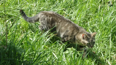 Lexter - bescheidener Katermann mit schwerem Start ins Leben, EKH - Kater