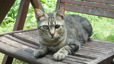 Lexter - bescheidener Katermann mit schwerem Start ins Leben, EKH - Kater