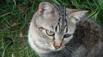 Lexter - bescheidener Katermann mit schwerem Start ins Leben, EKH - Kater