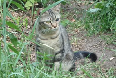 Lexter - bescheidener Katermann mit schwerem Start ins Leben, EKH - Kater