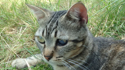 Lexter - bescheidener Katermann mit schwerem Start ins Leben, EKH - Kater