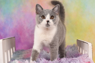 Leyla, Britisch Kurzhaar Jungtier - Katze