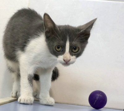 Lia, Mix Jungtier - Katze