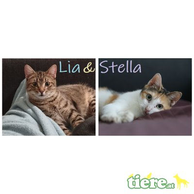 Lia & Stella, TSV SOS Katze - Katze
