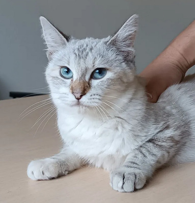 Lia, Thai-Siam-Mix Jungtier - Katze