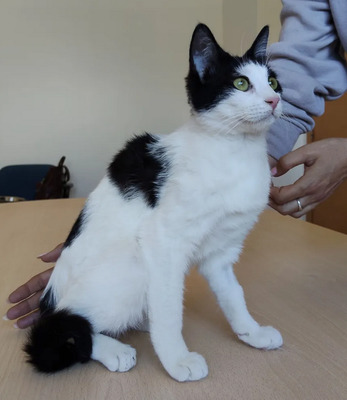 Lica - zusammen mit Freundin Ronda, EKH - Katze