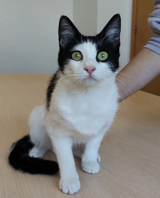 Lica - zusammen mit Freundin Ronda, EKH - Katze