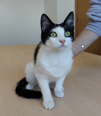 Lica - zusammen mit Freundin Ronda, EKH - Katze