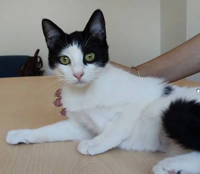 Lica - zusammen mit Freundin Ronda, EKH - Katze