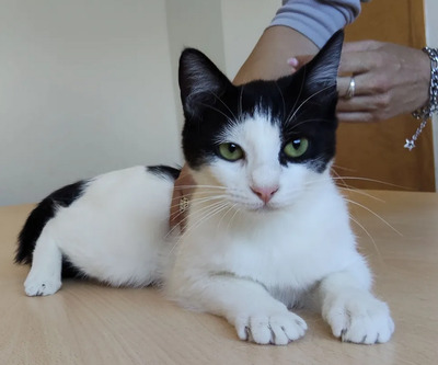 Lica - zusammen mit Freundin Ronda, EKH - Katze