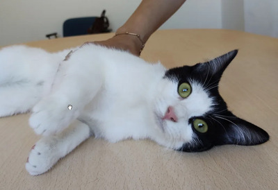 Lica - zusammen mit Freundin Ronda, EKH - Katze