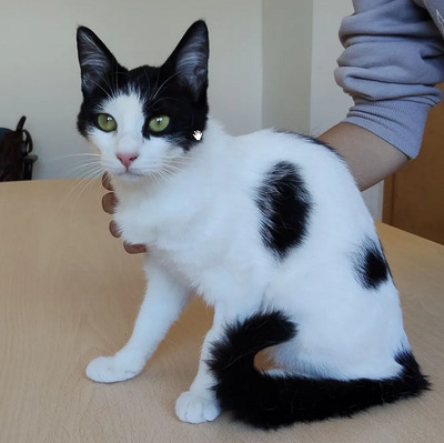 Lica - zusammen mit Freundin Ronda, EKH - Katze