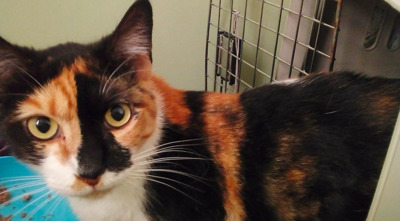 Liebe Glückskatze Sussan bei Muc (ALM) - Katze