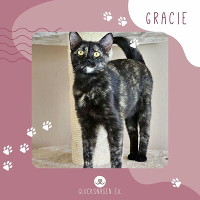 Liebe Katze Gracie möchte gern reisen, EKH - Katze