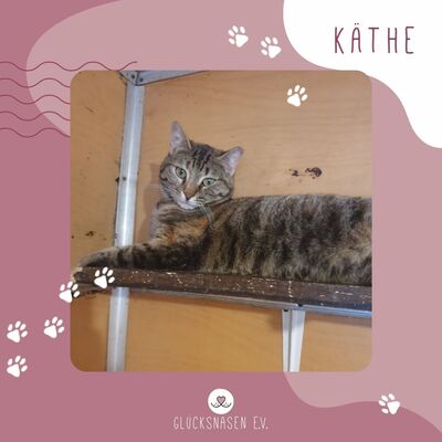 Liebe Katze Käthe schmust gern, EKH - Katze