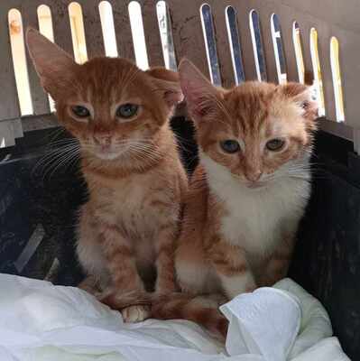 Liebe Katze Lulu sucht ihr Körbchen, EKH - Katze