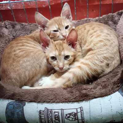 Liebe Katze Lulu sucht ihr Körbchen, EKH - Katze