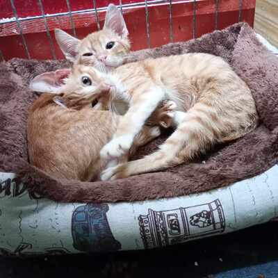 Liebe Katze Lulu sucht ihr Körbchen, EKH - Katze