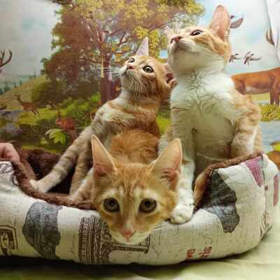 Liebe Katze Lulu sucht ihr Körbchen, EKH - Katze