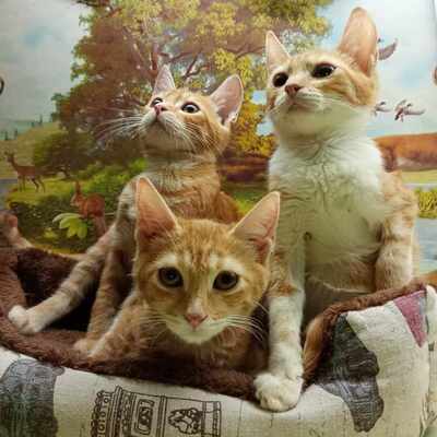 Liebe Katze Lulu sucht ihr Körbchen, EKH - Katze