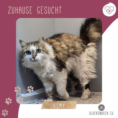 Liebe Katze Romy sucht Dich zum schmusen und kuscheln